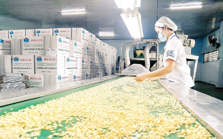 Vinacas kiến nghị giải pháp gỡ khó cho ngành điều
