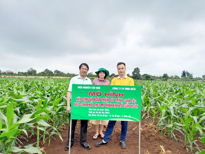 Bình Điền triển khai mô hình canh tác ngô sinh khối theo mô hình kinh tế tuần hoàn - Ảnh 1.