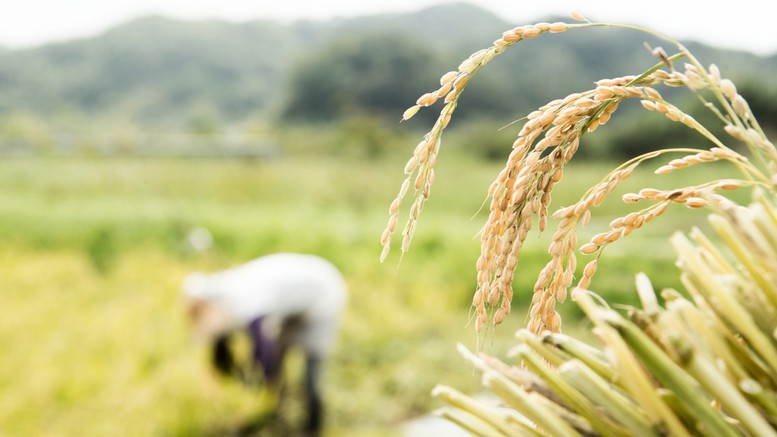 Sau Ấn Độ, thêm Nga và UAE cấm xuất khẩu gạo - Ảnh 1.