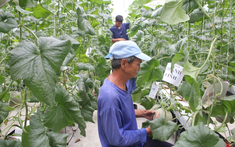 Phát huy tiềm năng của địa phương sản xuất và cung cấp cây giống cây ăn quả lớn nhất cả nước