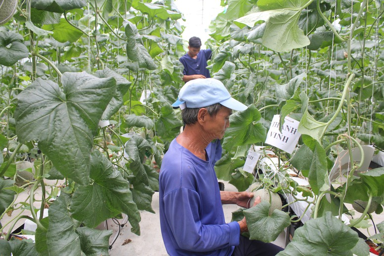 Phát huy tiềm năng của địa phương sản xuất và cung cấp cây giống cây ăn quả lớn nhất cả nước - Ảnh 1.