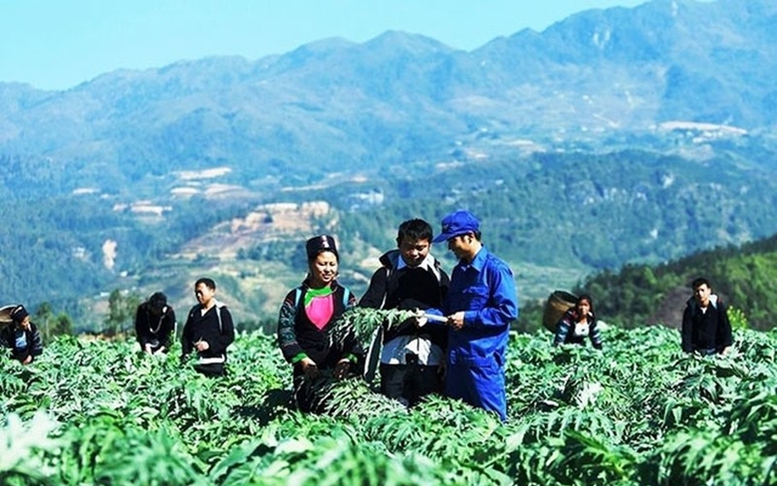 Hỗ trợ tới 1 tỷ đồng/dự án phát triển vùng trồng dược liệu quý ở miền núi