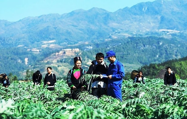 Hỗ trợ tới 1 tỷ đồng/dự án phát triển vùng trồng dược liệu quý ở miền núi - Ảnh 1.