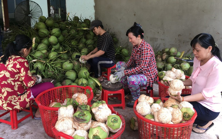 Dừa tươi Bến Tre trước cơ hội xuất khẩu chính ngạch sang các thị trường lớn