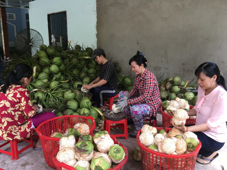 Dừa tươi Bến Tre trước cơ hội xuất khẩu chính ngạch sang các thị trường lớn - Ảnh 1.