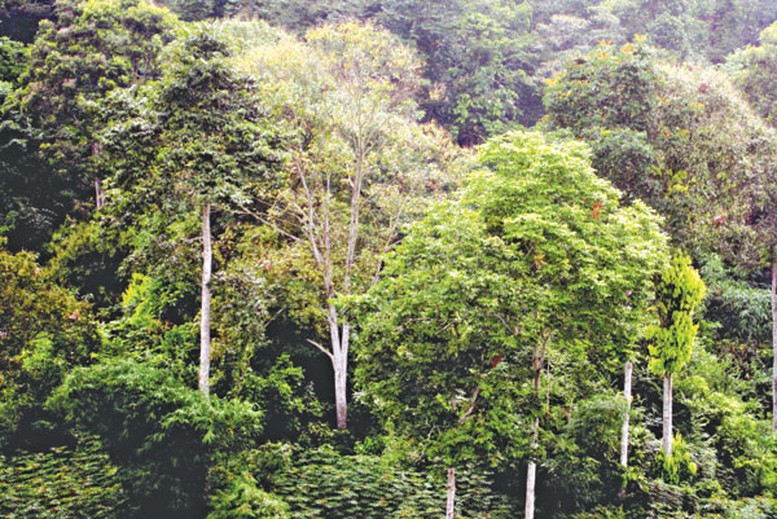 Tăng hiệu quả quản lý rừng bền vững - Ảnh 1.