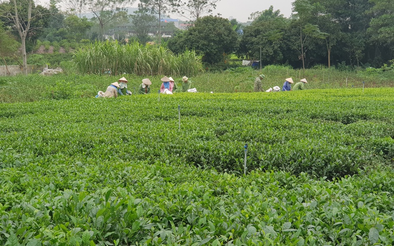 Chuyển đổi số để nâng cao đời sống, phát triển kinh tế nông thôn