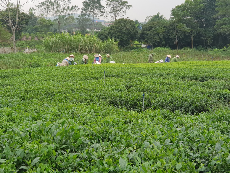 Chuyển đổi số- Nâng cao đời sống, phát triển kinh tế nông thôn  - Ảnh 2.