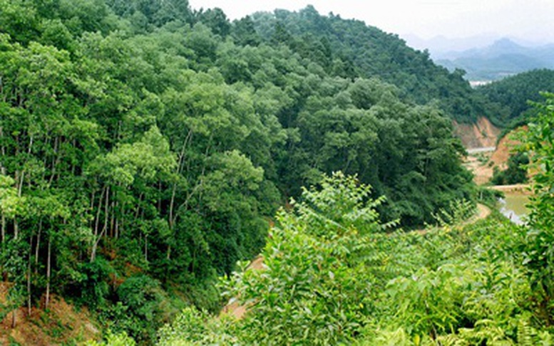Đối tượng nào được nhận khoán bảo vệ rừng?