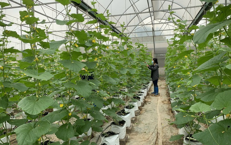 Tăng tốc phát triển công nghệ sinh học từ Nghị quyết 36