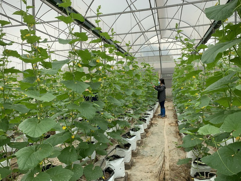 Tăng tốc phát triển công nghệ sinh học từ Nghị quyết 36 - Ảnh 1.