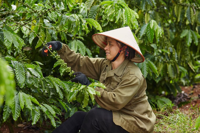 Báo cáo ngành cà phê Coffee Barometer 2023: Nestlé đứng đầu về phát triển bền vững - Ảnh 1.