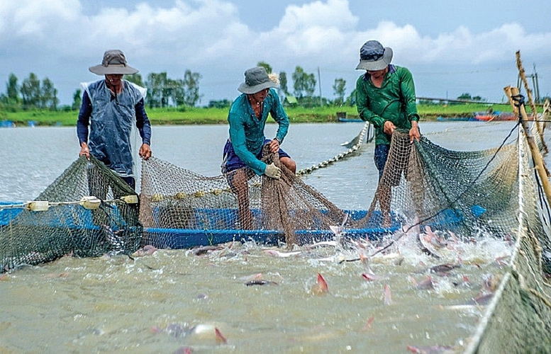 Hỗ trợ Quảng Trị hóa chất để phòng, chống dịch bệnh thủy sản - Ảnh 1.