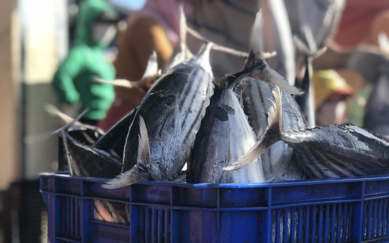 Quảng Bình khẩn trương khắc phục những hạn chế trong chống khai thác IUU