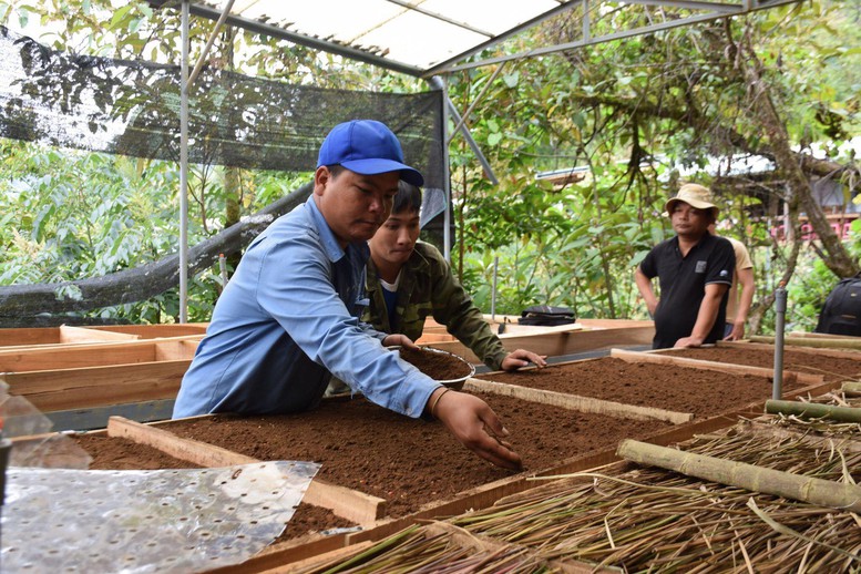 Quảng Nam: Từng bước đưa &quot;quốc bảo&quot; sâm Ngọc Linh vươn khơi - Ảnh 2.