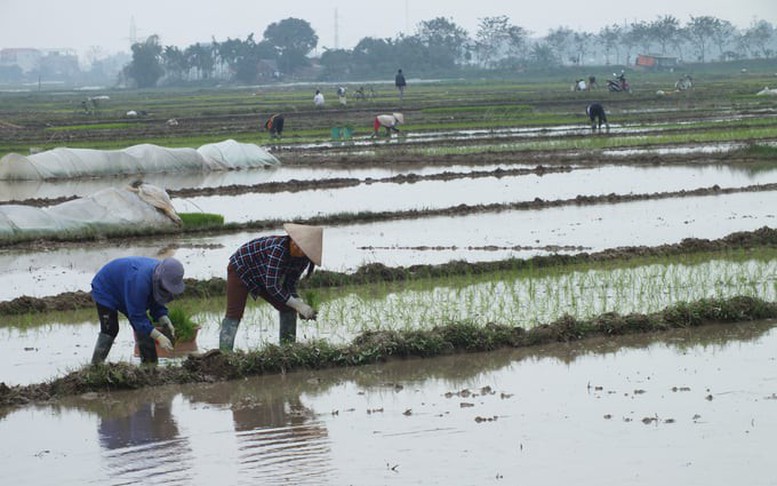 Đảm bảo an toàn cho sản xuất trồng trọt khi rét đậm, rét hại