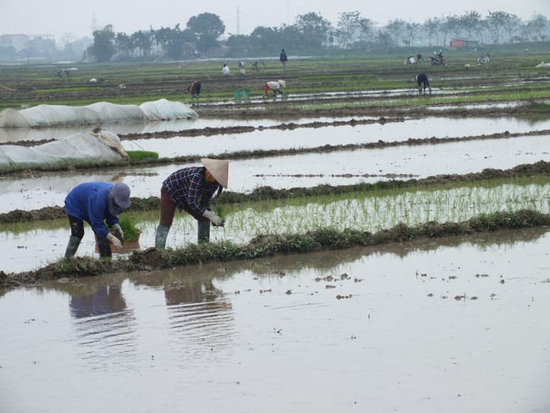 Đảm bảo an toàn cho sản xuất trồng trọt khi rét đậm, rét hại- Ảnh 1.