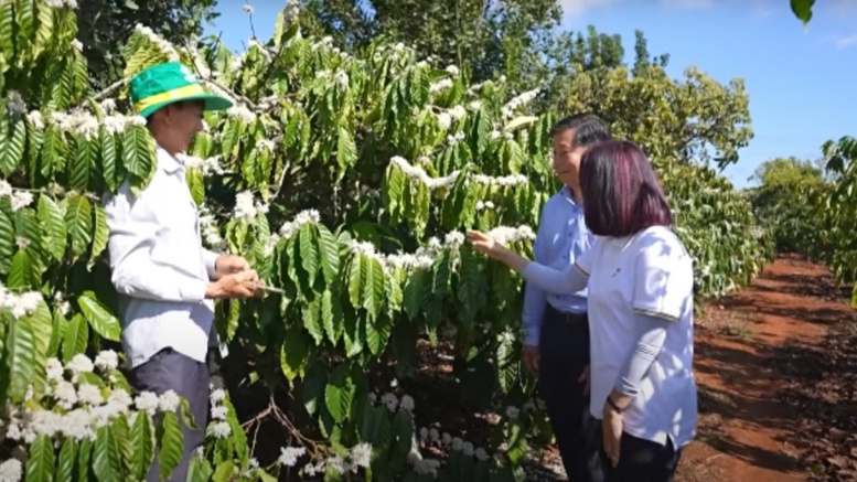 Phân bón Cà Mau góp phần tạo nên những mùa vàng cho bà con Tây Nguyên- Ảnh 1.