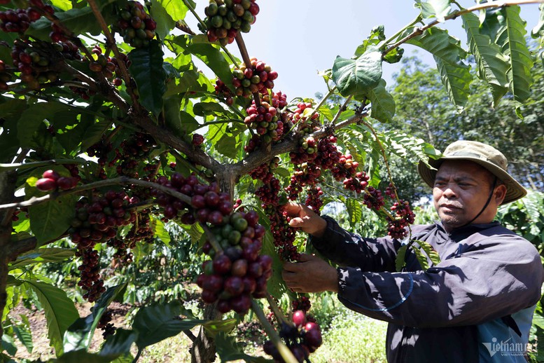 Dấu ấn tín dụng chính sách trên vùng biên giới Ngọc Hồi- Ảnh 2.