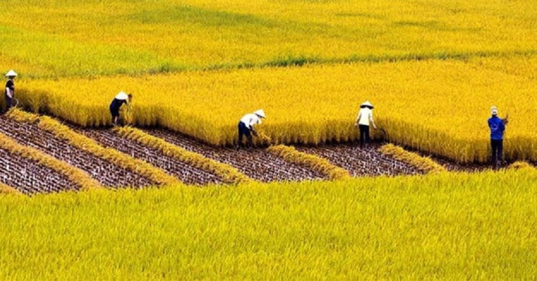 NHNN chỉ đạo NHTM chia sẻ nguồn lực cho vay phát triển bền vững một triệu héc-ta lúa- Ảnh 1.