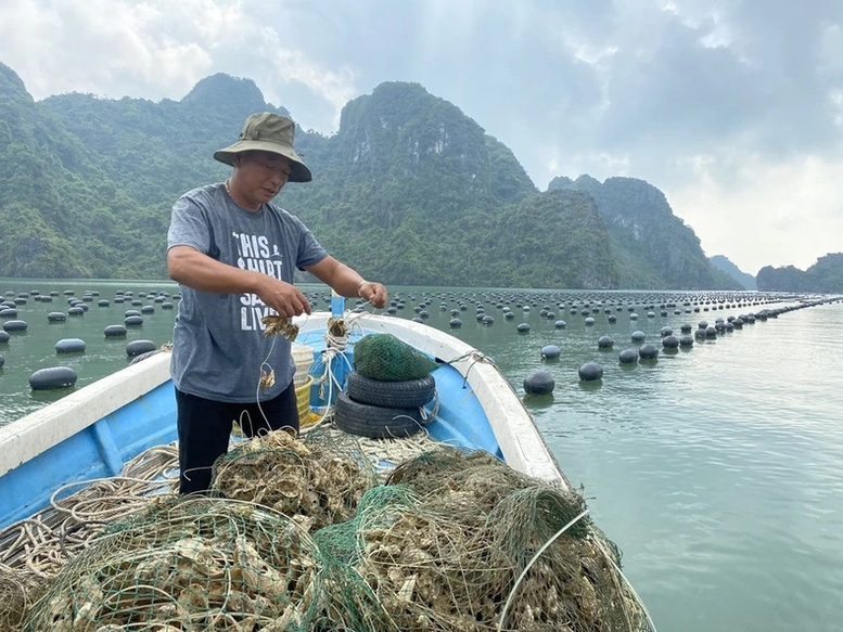 Công điện của Thủ tướng Chính phủ về đẩy mạnh khôi phục sản xuất nông nghiệp sau bão số 3- Ảnh 1.