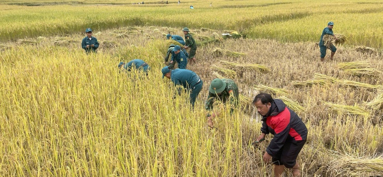 Biên phòng Quảng Nam giúp nhân dân gặt lúa, chằng chống nhà trước bão Trà Mi- Ảnh 5.