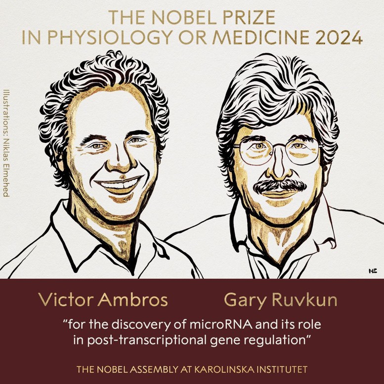 Giải Nobel Y sinh 2024 vinh danh phát minh RNA- Ảnh 1.