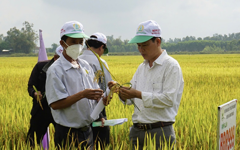 Bình Định: Tìm giải pháp để nông dân thoát cảnh 'được mùa mất giá'