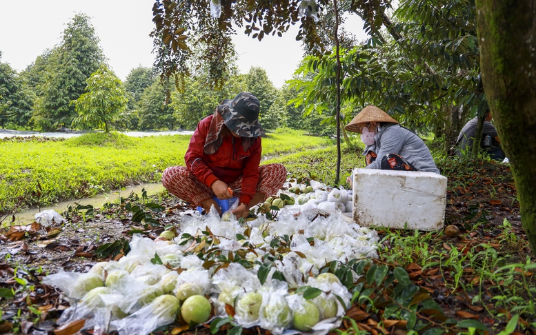 Xuất khẩu rau quả vượt mốc 6 tỷ USD