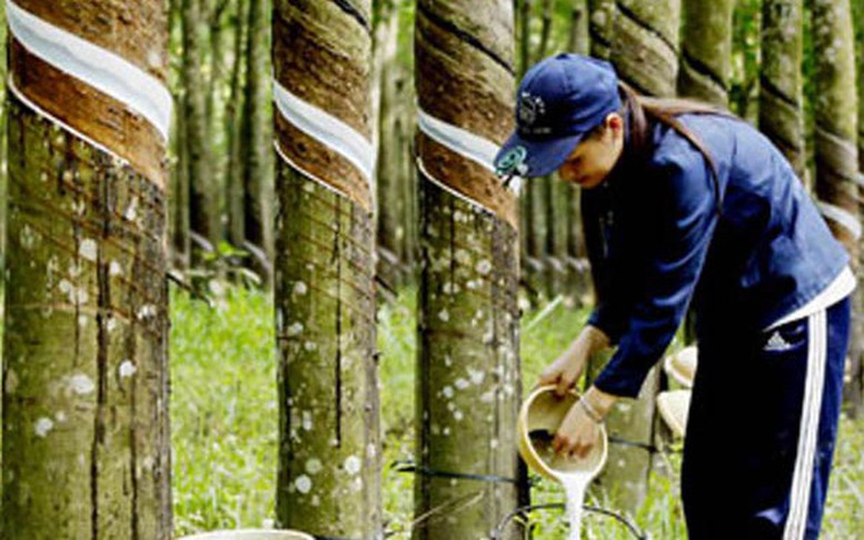 Xuất khẩu cao su sang Hoa Kỳ tăng mạnh