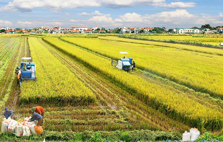 Xây dựng các mô hình phát triển lúa đem lại giá trị cao- Ảnh 1.