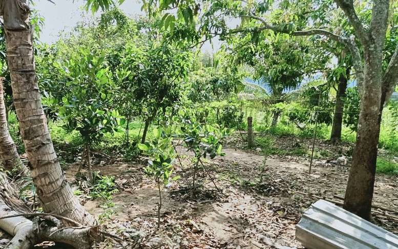 Điều kiện chuyển đất trồng cây thành đất ở