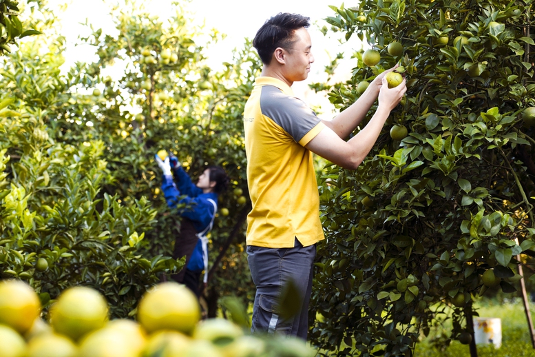 Mang nông sản Việt lên môi trường số- Ảnh 1.