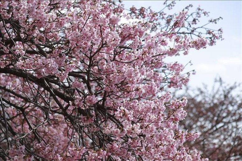 Hoa anh đào Nhật Bản nở sớm đón nắng Xuân- Ảnh 1.