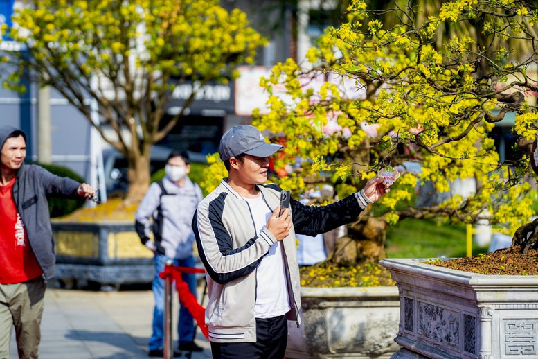 Hoàng mai Huế rực rỡ khoe sắc xuân- Ảnh 3.