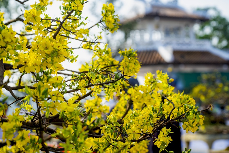Hoàng mai Huế rực rỡ khoe sắc xuân- Ảnh 5.