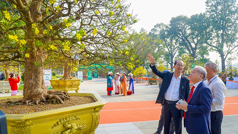 Hoàng mai Huế rực rỡ khoe sắc xuân- Ảnh 2.