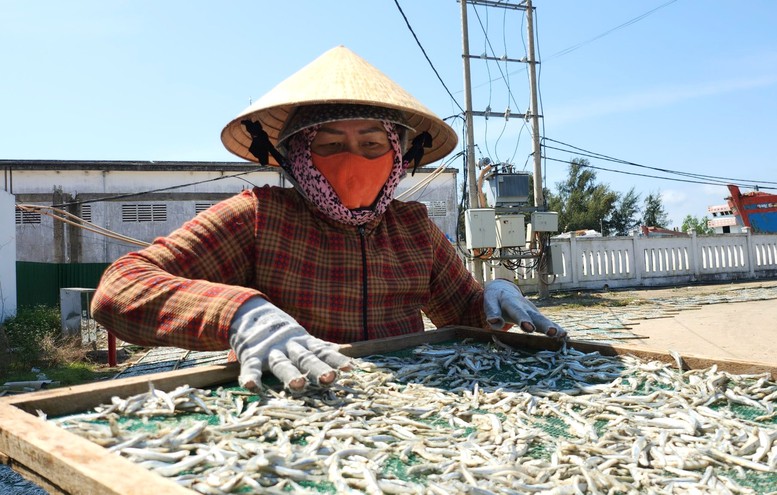 Ngư dân miền Trung đón 'lộc biển' đầu năm mới- Ảnh 4.