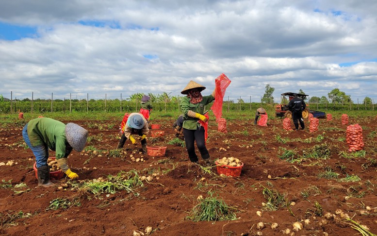 Hợp tác công tư phát huy hiệu quả trong ngành rau quả