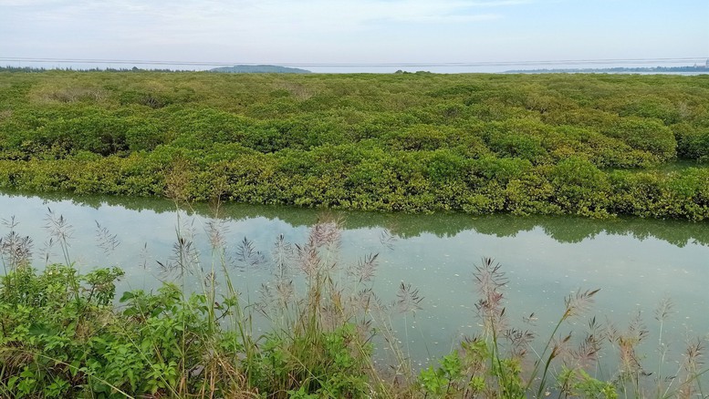 'Dòng chảy mới' cho nông nghiệp Xanh- Ảnh 5.