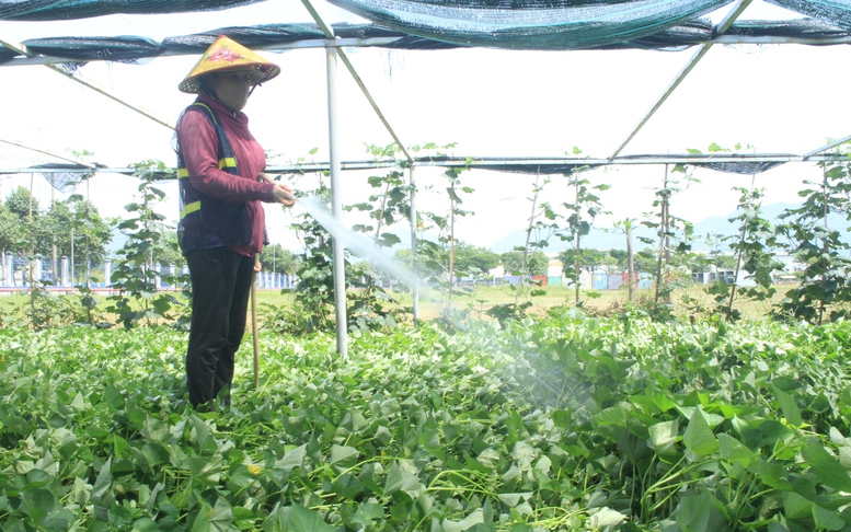 Đà Nẵng: Chủ động ngăn chặn hoạt động đưa người Việt Nam ra nước ngoài trái phép