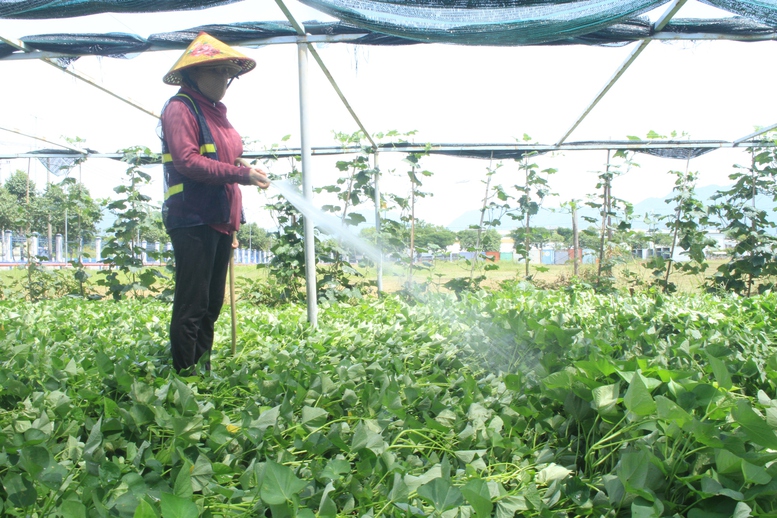 Đà Nẵng: Chủ động ngăn chặn hoạt động đưa người Việt Nam ra nước ngoài trái phép- Ảnh 2.