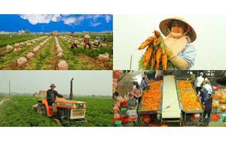 Tạo điều kiện để kinh tế tập thể, hợp tác xã phát triển nhanh, toàn diện