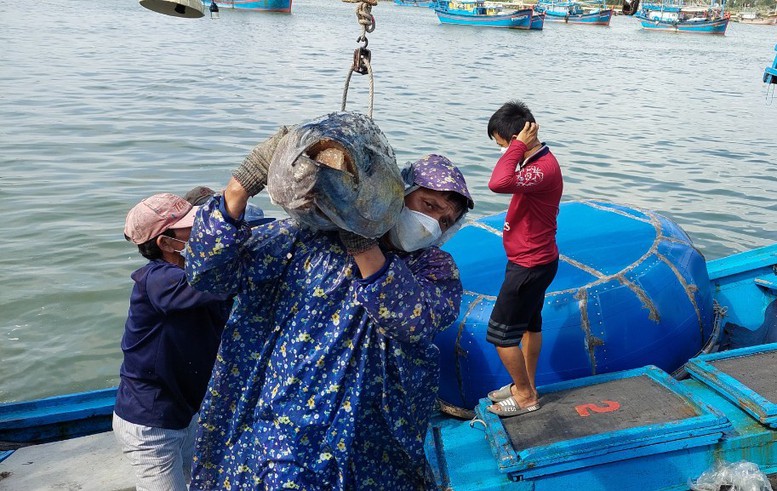 Phú Yên chủ động ngăn chặn tàu cá khai thác vùng biển nước ngoài- Ảnh 1.