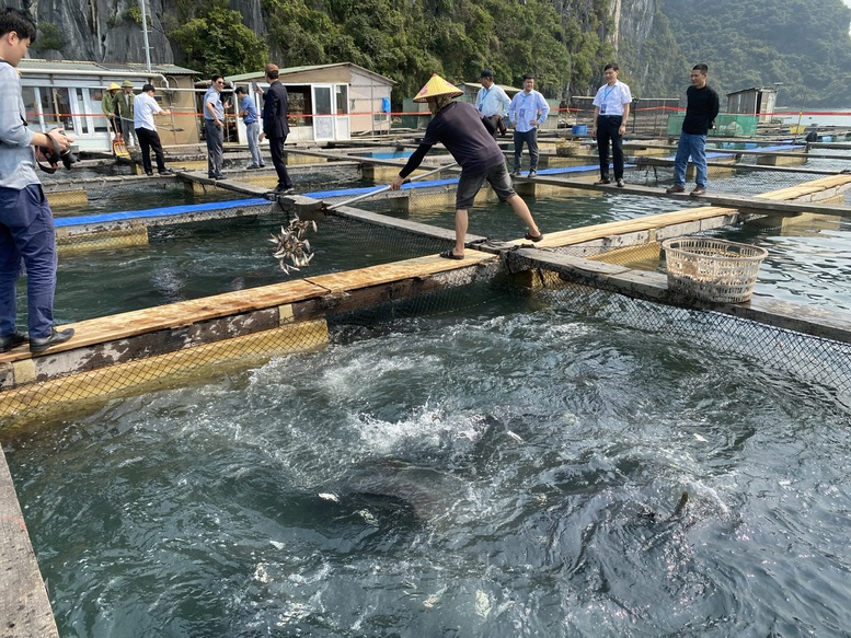 Gỡ 'thẻ vàng' IUU là bước đầu phát triển ngành thủy sản bền vững- Ảnh 2.