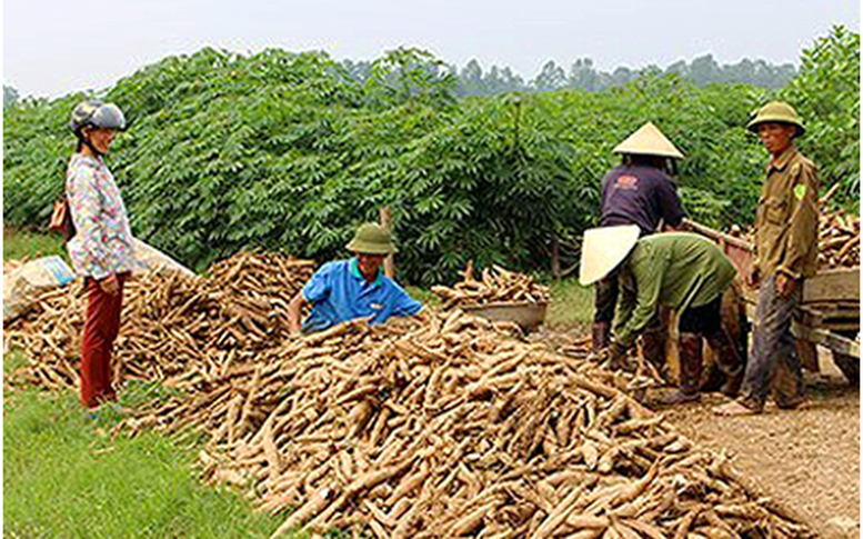 Kỳ vọng xuất khẩu ngành sắn đạt 2 tỷ USD
