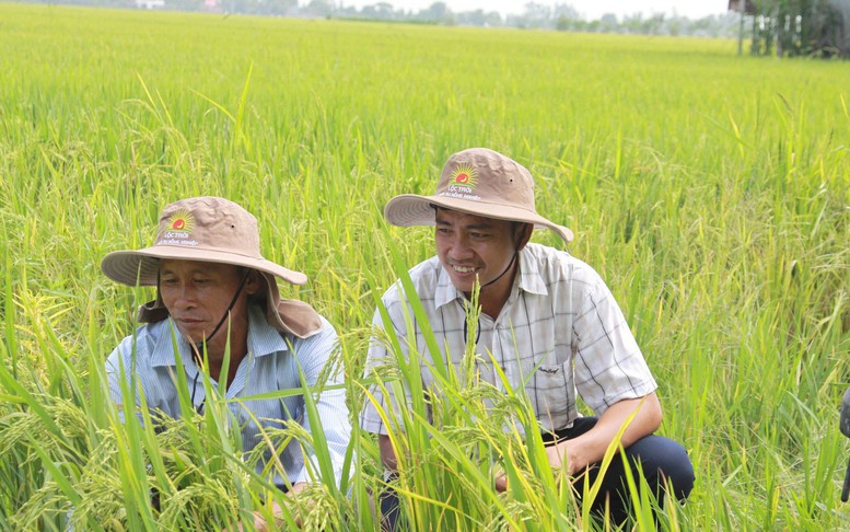 Tăng năng lực cho 6 đối tượng triển khai Đề án '1 triệu ha lúa chất lượng cao'