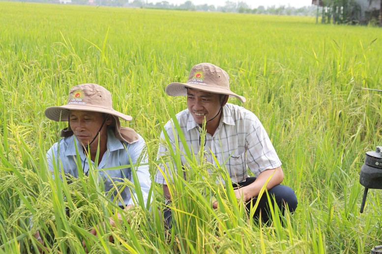 Tăng năng lực cho 6 đối tượng triển khai Đề án '1 triệu ha lúa chất lượng cao'- Ảnh 1.