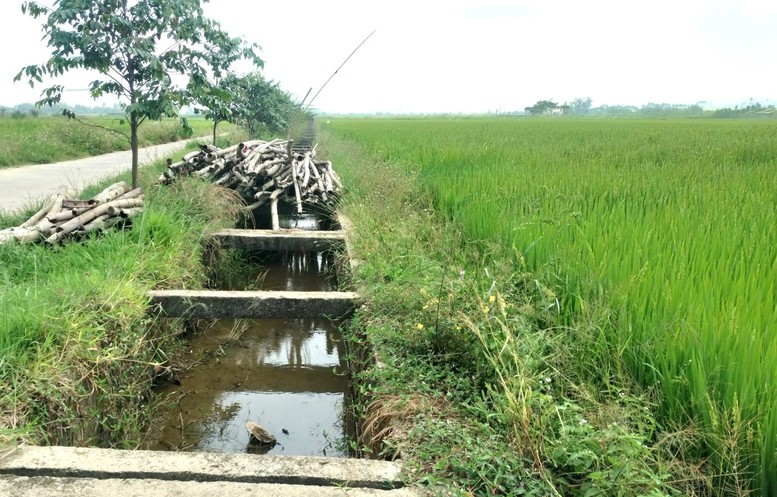 Quảng Nam ứng phó nguy cơ xâm mặn, hạn hán trên diện rộng- Ảnh 1.