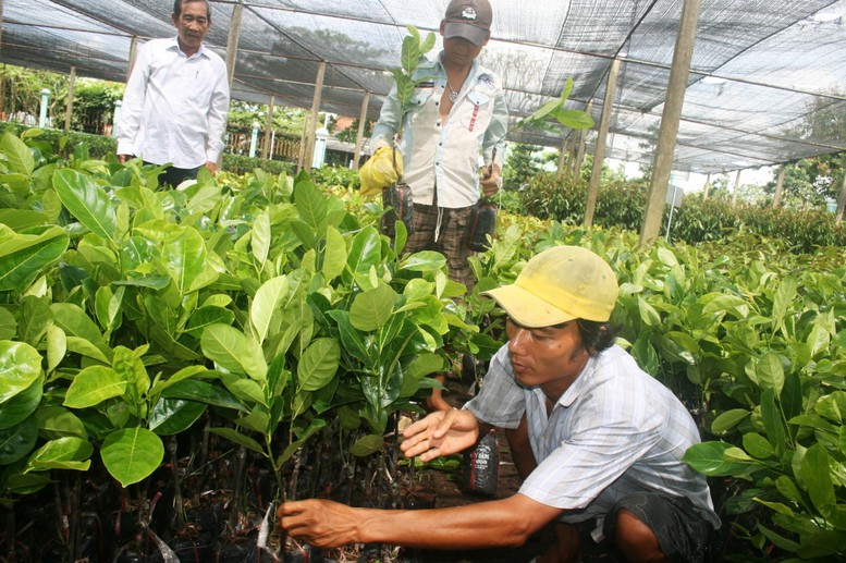 Dừa Bến Tre hút hàng- Ảnh 2.